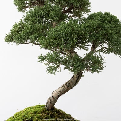 紀州真柏｜TP78810