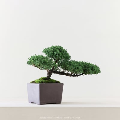 紀州真柏｜TPA5263