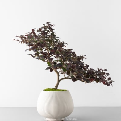 紅花繼木｜HP5235