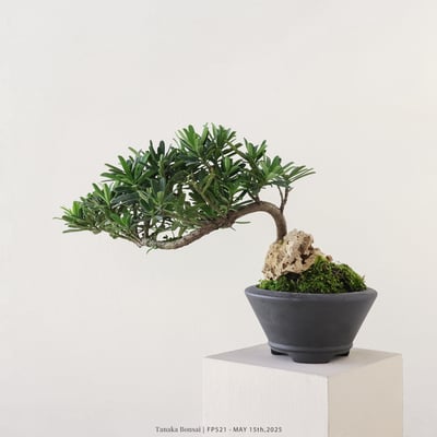 晶鑽羅漢松｜FP5214