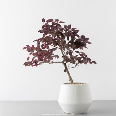 紅花繼木｜HP5196