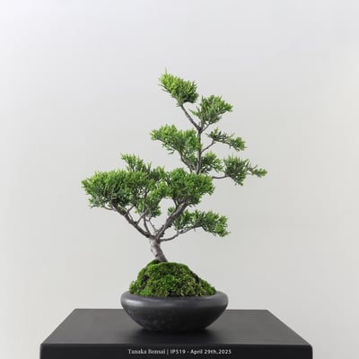 系魚川真柏｜IP5194