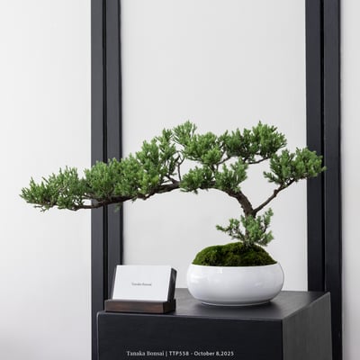 台灣真柏｜TTP5581