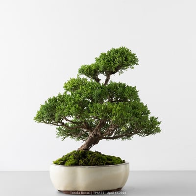 紀州真柏｜TPA5726