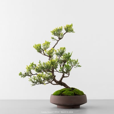 系魚川真柏｜IP5244