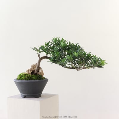 晶鑽羅漢松｜FP5212