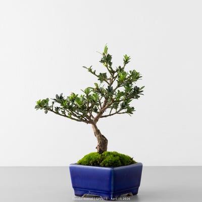 綠鑽羅漢松｜GPP51510