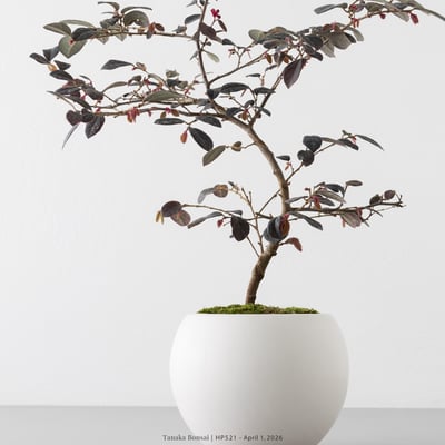 紅花繼木｜HP5212