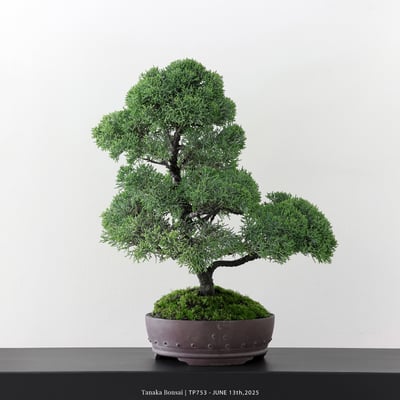 紀州真柏｜TP7533