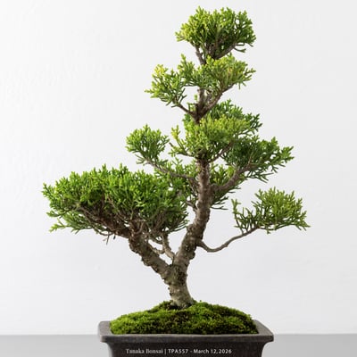 紀州真柏｜TPA5579