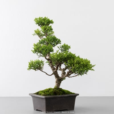 紀州真柏｜TPA5573