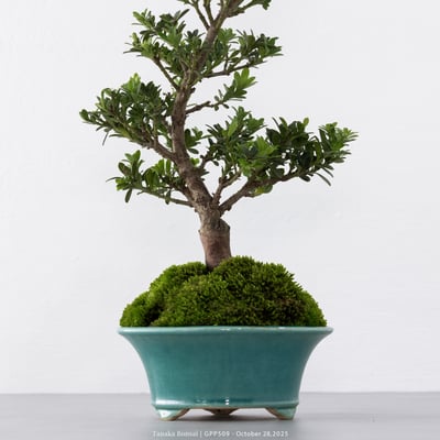 綠鑽羅漢松｜GPP5099