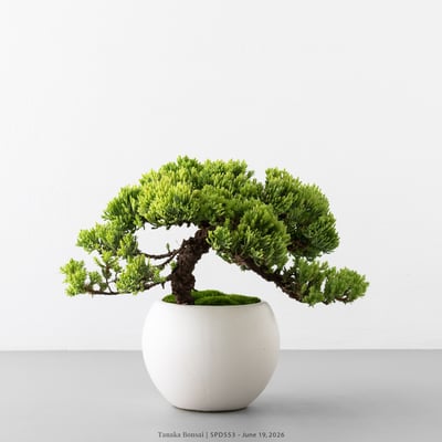 珍珠柏｜SPD5536