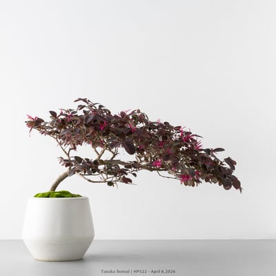 紅花繼木｜HP5226