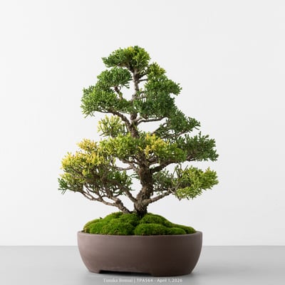 紀州真柏｜TPA5646