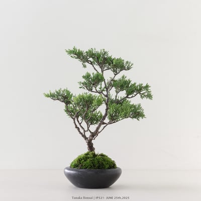 系魚川真柏｜IP5212