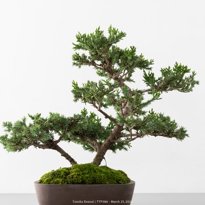 臺灣真柏｜TTP5862