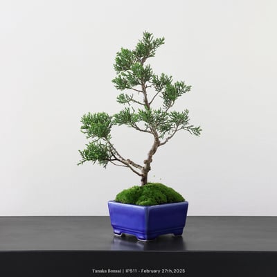 系魚川真柏｜IP5112