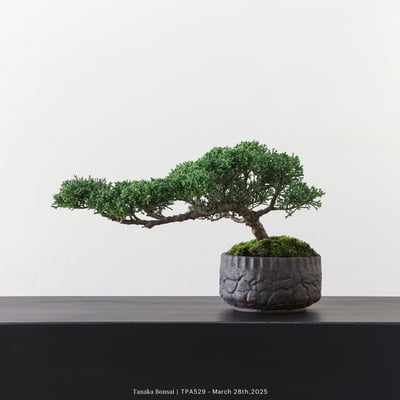 紀州真柏｜TPA5295