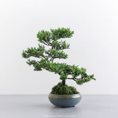 台灣真柏｜TTP5521