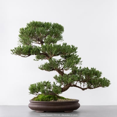 台灣真柏｜TTP7355