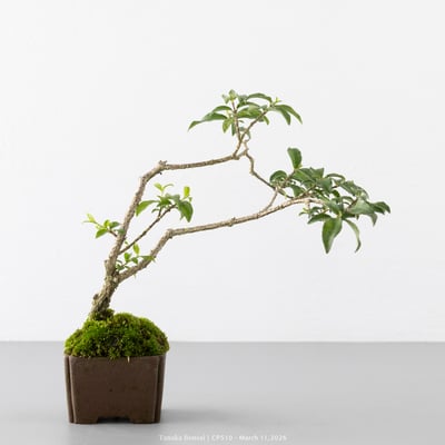 李氏櫻桃｜CP5101