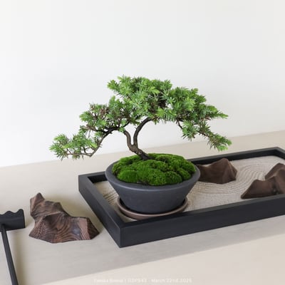 黃金杜松｜GDP5432