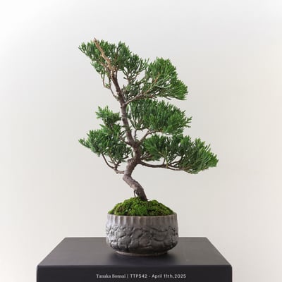 台灣真柏｜TTP5424