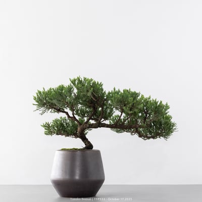 台灣真柏｜TTP5537