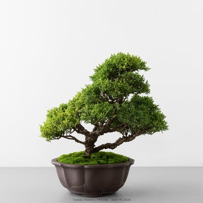 紀州真柏｜TPA5866