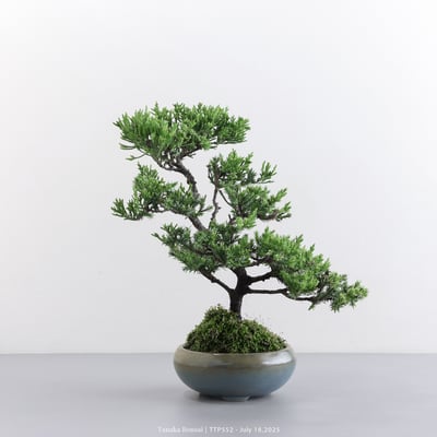 台灣真柏｜TTP5522