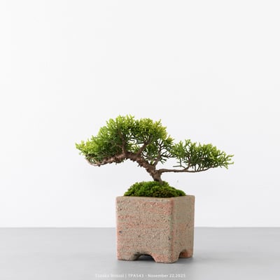 紀州真柏｜TPA5435