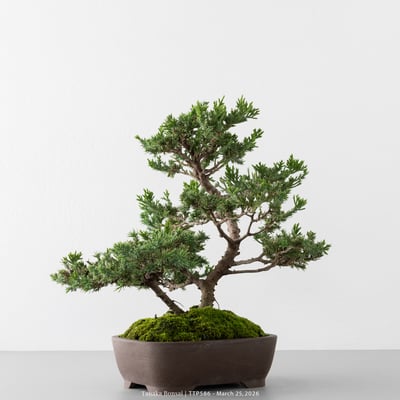 臺灣真柏｜TTP5864