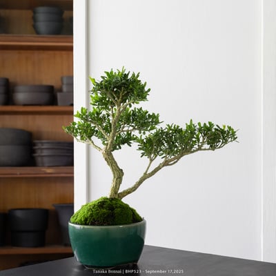 雀舌黃楊｜BHP5236