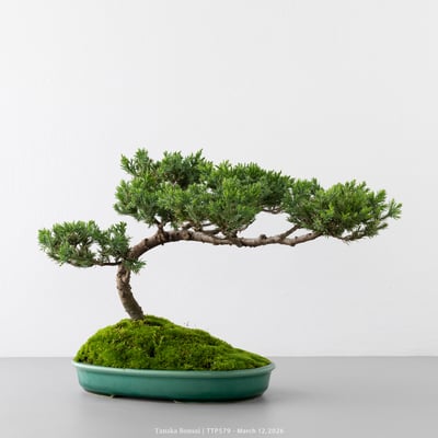 臺灣真柏｜TTP5797