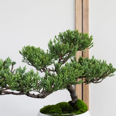 台灣真柏｜TTP5574