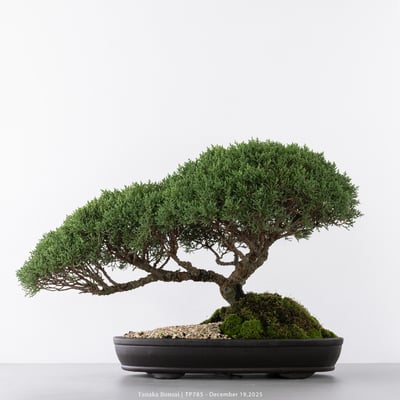 紀州真柏｜TP7858