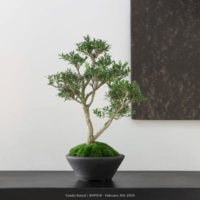 雀舌黃楊｜BHP5195