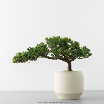 臺灣真柏｜TTP5856