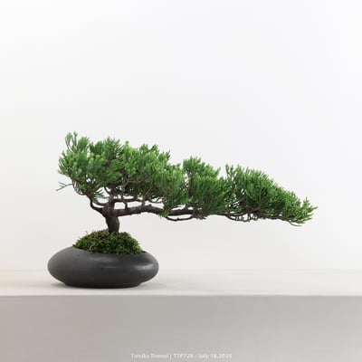 台灣真柏｜TTP7285