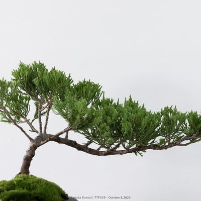 台灣真柏｜TTP5594