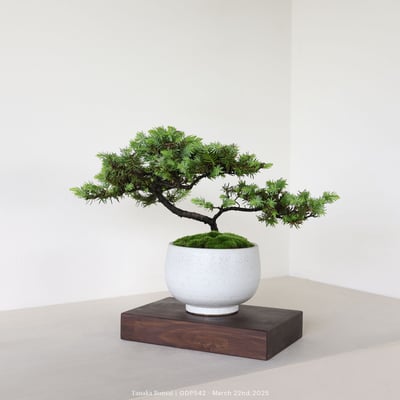 黃金杜松｜GDP5426