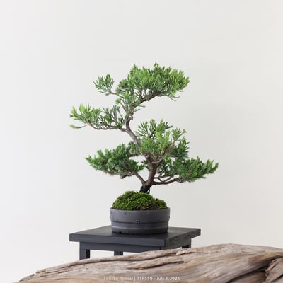 台灣真柏｜TTP5502