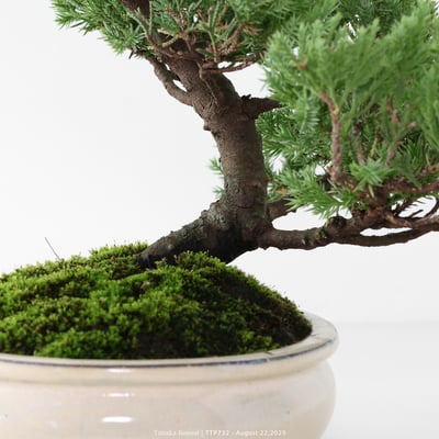 台灣真柏｜TTP73210