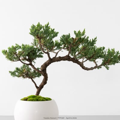 臺灣真柏｜TTP5898