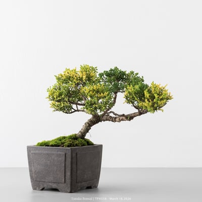 紀州真柏｜TPA5585