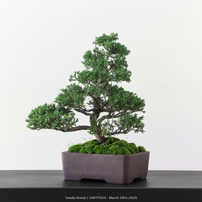 【官網限定】紀州真柏｜OWTP5043