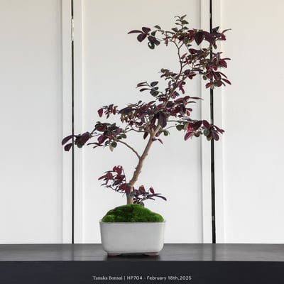 紅花繼木｜HP7044