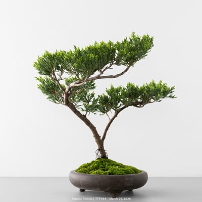 臺灣真柏｜TTP5844