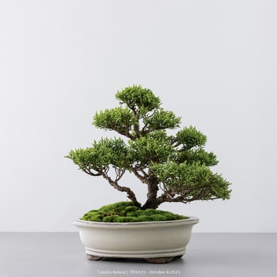 紀州真柏｜TPA5354